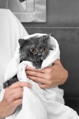 Funny wet British cat is wrapped in a white towel, the girl is holding a domestic cat after bathing, pet hygiene