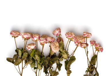 Kurumuş gül dalları beyaz arkaplan arkaplan görünümünde izole edilmiş ve metin için boşluk var. Yalnızlık ve yaş kavramı. Mutsuz aşk. Bir kayıp. Üzüntü.