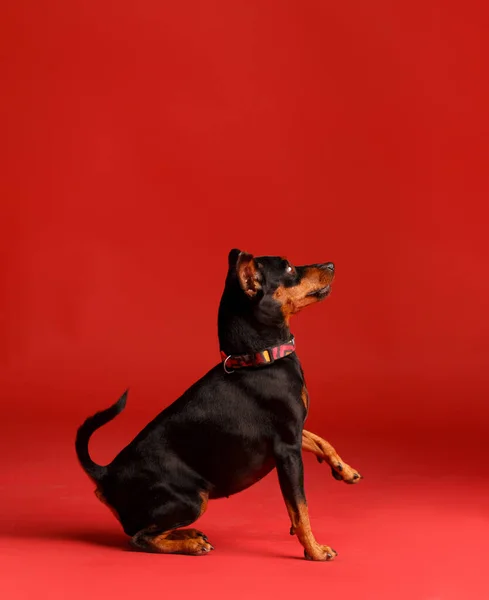 Friendly Purebred Miniature Pinscher Uncropped Ears Tail Sitting Paw Raised — Stock Photo, Image