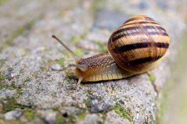 Büyük bir salyangoz gri bir taşın üzerinde sürünüyor..