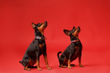 Kesik kulaklı ve kuyruklu iki dost canlısı minyatür pinscher parlak kırmızı bir arka planda oturuyorlar ve dikkatlice ileriye bakıyorlar, mini dobermanlar, zwergpinscher