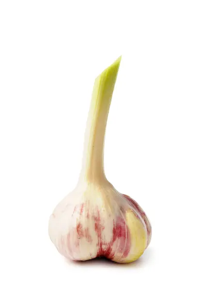 Whole Head Young Organic Garlic Isolated White Background Close — Stock Photo, Image