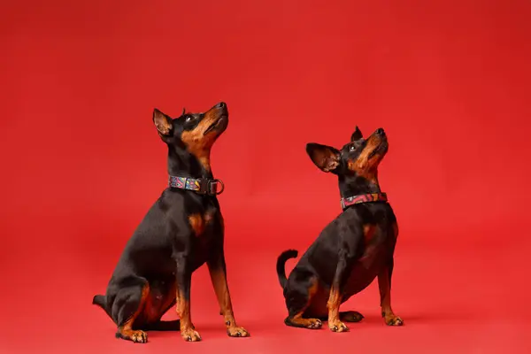 两只长着剪短耳朵和尾巴的友善的迷你小猎犬正坐在明亮的红色背景上 专心致志地向前看着 迷你矮小的矮小猎犬Zwergpinscher — 图库照片