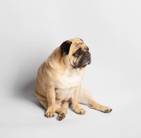 Pedigree purebred cute friendly Pug sits funny and looks with interest and expressiveness, isolated on a white background.