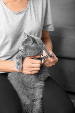 Kedi tırnağı kesme. Veteriner İngiliz bir kedinin tırnaklarını kesiyor. Hayvan bakımı. Kız yakın plan gri bir kedinin pençelerini kesiyor. Bir yakın çekim ile hayvanların pençelerini kesmek için bir araç