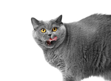 Şişko gri İngiliz kedisi yedikten sonra yalıyor, beyaza izole edilmiş, kopyalama alanı. Obezite, diyet, İskoç kedisinin kilo vermesi, şişman kediler için yiyecek reklamı..