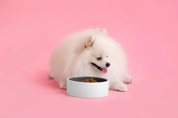 Portrait Cute Fluffy Pomeranian Puppy Spitz Dog Lies Bowl Food — Stock Photo, Image