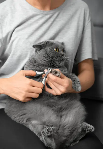 Kattennagel Knippen Dierenarts Knipt Nagels Van Een Britse Ras Kat — Stockfoto
