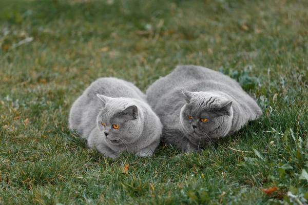 Fat and thin domestic cats on a walk in the park. British and Scottish cat, male and female, lie on a green lawn. Walking pets outdoors.
