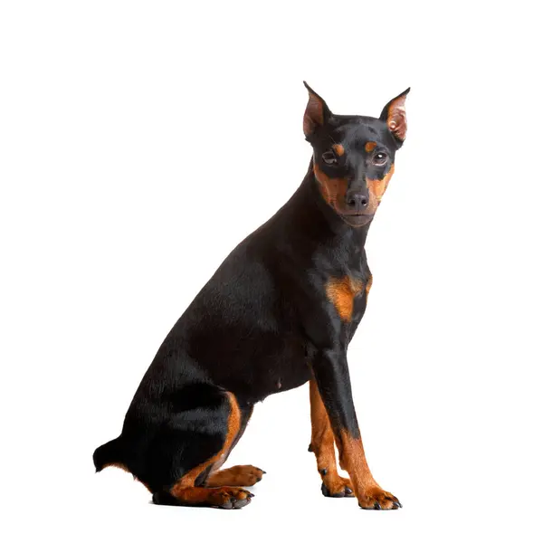 Purebred Beautiful Miniature Pinscher Cropped Ears Tail Sits White Background — Stock Photo, Image