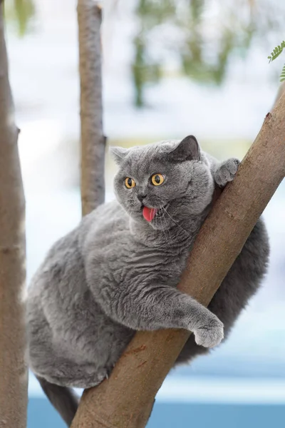 A fat funny British cat sits on a tree and screams in fear with its mouth open. Walking pets outside. A Scottish cat climbed onto a tree branch.