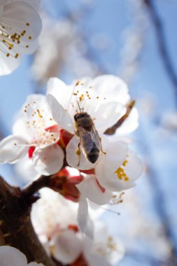 Meyve ağaçları baharda çiçek açar. Mavi gökyüzüne karşı dalda kayısı çiçekleri. Doğa, çevre dostu dünya. Çiçekteki bir arı polen toplar..