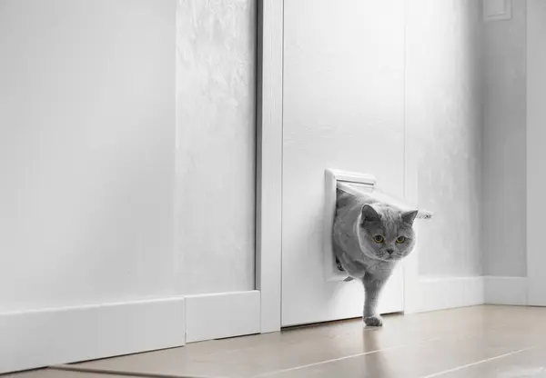 Британский Серый Кот Проходит Через Кошачью Дверцу Кошачий Люк Устанавливается — стоковое фото