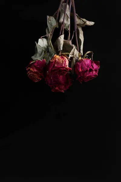 Dry pink roses on a black background, copy space. Bouquet of dead roses directed downwards, close-up. The concept of loneliness, age, sadness, old age, unhappy love, loss.