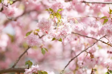 Çiçek açan sakura ağacının yemyeşil dalları, Japon kirazının pembe çifte çiçekleri. Bahar çiçeği arkaplanı. Çiçek açan ağaç. Sakura dalları sık sık çiçeklerle doludur..
