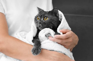 Funny wet British cat is wrapped in a white towel, the girl is holding a domestic cat after bathing, pet hygiene