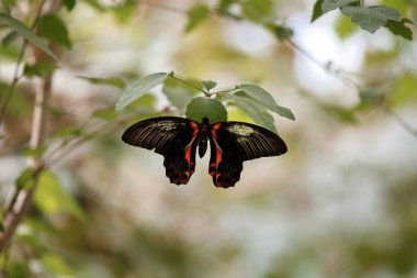 Kızıl Mormon Kelebeği, Papilio rumanzovia (Papilio deiphobus rumanzovia). Tropikal orman kırlangıç kelebeği bir ağacın yeşil yaprağında.