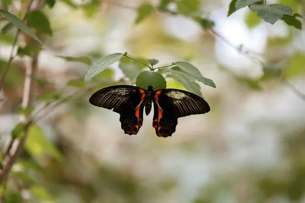 Kızıl Mormon Kelebeği Papilio Rumanzovia Papilio Deiphobus Rumanzovia Tropikal Orman — Stok fotoğraf