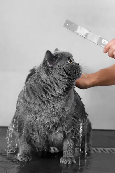 Vtipná Mokrá Britská Kočka Sprše Voda Nalévá Kočku Kočičí Koupání Stock Fotografie