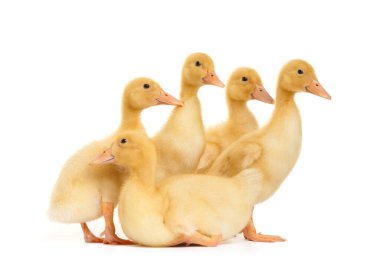 Komik pozlar veren şirin ördek yavruları beyaz izole edilmiş vaziyette duruyor. Beyaz arka planda bir grup ördek yavrusu. Genç kümes hayvanları.