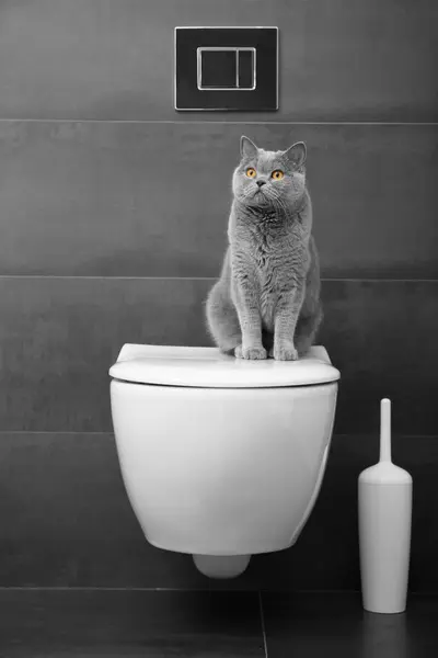 Gato Cinza Britânico Puro Senta Vaso Sanitário Branco Banheiro — Fotografia de Stock
