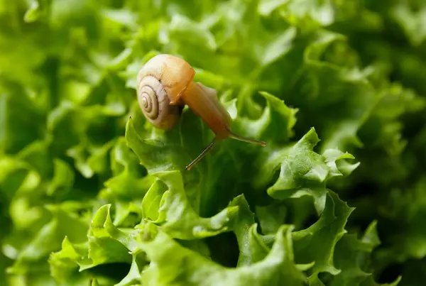 Small snail on fresh green lettuce leaves, close-up. The snail eats lettuce leaves, illustration of a healthy diet, the benefits of plant food.