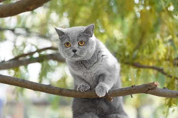 Domestic British Cat Sitting Tree Walking Pets Scottish Cat Climbed — Stock Photo, Image