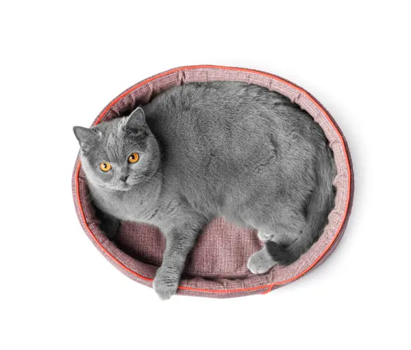 Britische Katze Liegt Einem Weichen Tierbett Und Blickt Die Kamera lizenzfreie Stockfotos