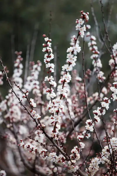Zweig Eines Fruchtaprikosenbaums Mit Weißen Blüten Frühling Floralen Hintergrund Stockfoto
