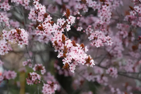 Zweige Der Blühenden Zierpflaume Pissardi Übersät Mit Rosa Blüten Frühling Stockbild