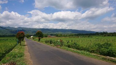 wide rice fields with sunny clouds