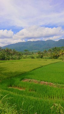 Dağlarda pirinç tarlası