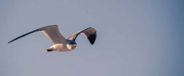 Mavi gökyüzü arkaplanı ile uçan kuş.