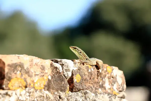 stock image lizard on the remains of a Roman wall in the lovely Verige bay in national park Brioni, Croatia