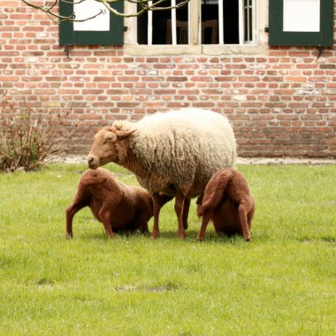 Sheep in a rural landscape, Genk Belgium clipart