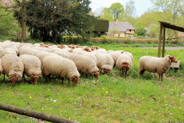 a herd of sheep in a rural landscape, Genk Belgium clipart