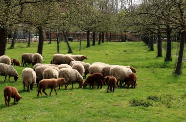 Kırsal alanda bir koyun, Genk Belçika