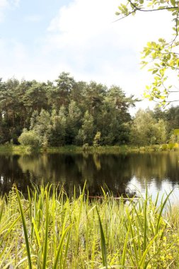 swamp in cross border park De Zoom, Belgium and the Netherlands clipart