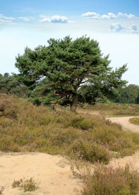 De Zoom, Belçika ve Hollanda sınırındaki yürüyüş parkında