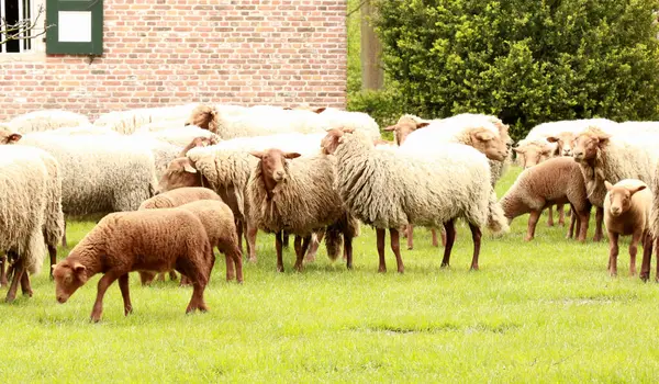 stock image a herd of sheep in a rural landscape, Genk Belgium