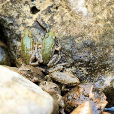 frogs in the he blue lake of Imotski, Croatia clipart