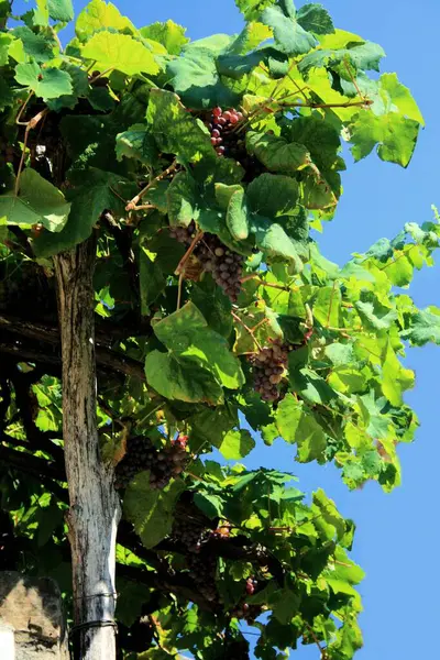 stock image Grapes against a blue sky in Motovun, Istria, Croatia