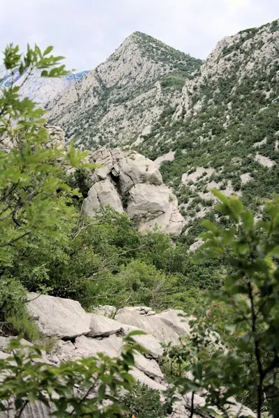 stock image forrest in N.P. Paklenica 