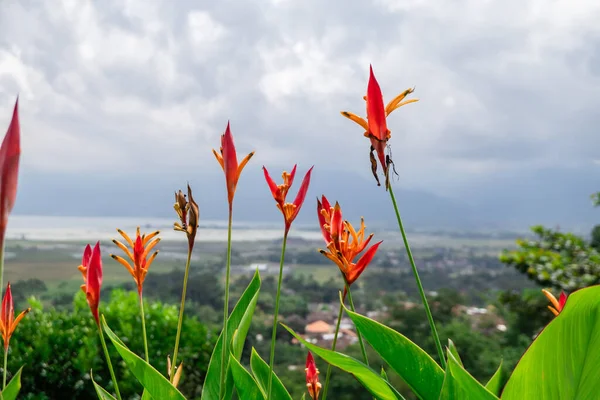 Close up photo of decorative plant on the green garden with cloudy sky and hill. The photo is suitable to use for traditional food background, poster and food content media.
