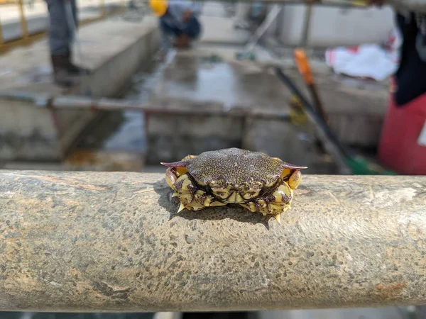 Little crab got trap on trash bucket when cleaning seawater pump. The photo is suitable to use for anima conservation poster, nature content media and industry background.
