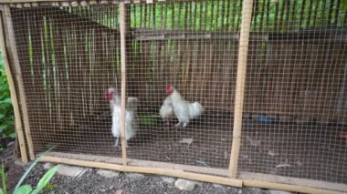 Chicken in the cage when morning feeding on the domestics farm. The footage is suitable to use for farm footage, travel destination footage and animal education.