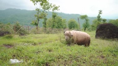 The sheep feeding grass on the green hills when spring season. The video is suitable to use for farm content media, and animal conservation footage.