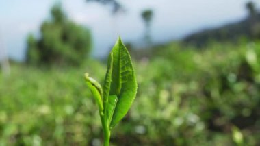 Green tea leaf with wind motion when spring season. The footage is suitable to use for nature travel footage and green tea advertising footage.
