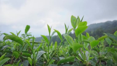 Green tea leaf with wind motion when spring season. The footage is suitable to use for nature travel footage and green tea advertising footage.