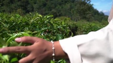 Green tea leaf with wind motion when spring season. The footage is suitable to use for nature travel footage and green tea advertising footage.